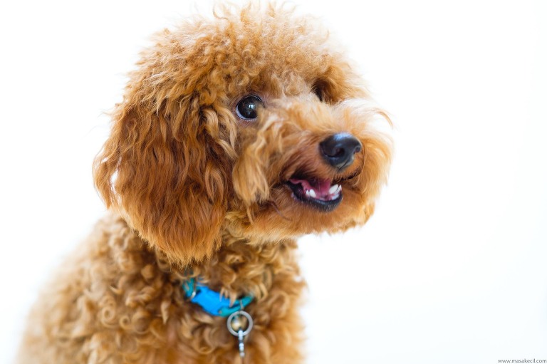 A smiling poodle. Photography by Hendra Lauw