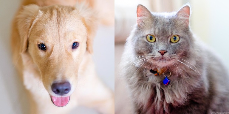 Golden Retriever and a Cat. Photography by Masakecil.