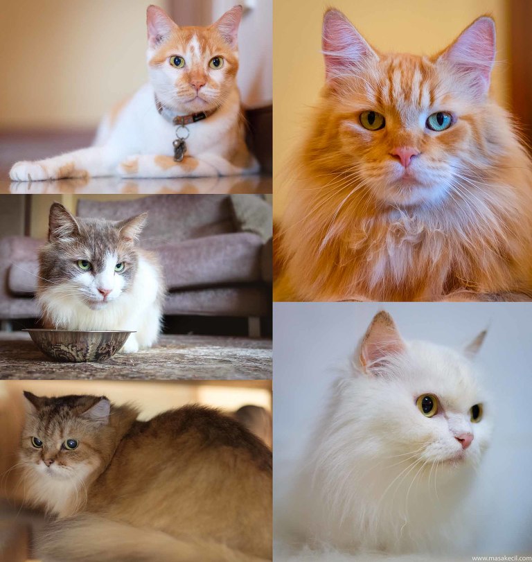 Five lovely cats. Photography by Masakecil.